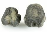 Rare Dinosaur (Hypsilophodon) Bone Assortment - England #352104-1